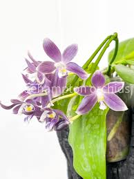 Attēlu rezultāti vaicājumam “Petractis sp.”