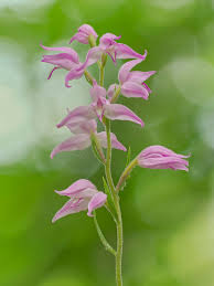 Attēlu rezultāti vaicājumam “Cephalanthera rubra flower”