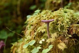 Attēlu rezultāti vaicājumam “Mycena rosella”