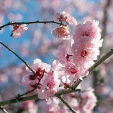 Attēlu rezultāti vaicājumam “Prunus (plum-tree) flower”