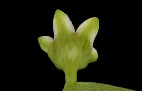 Attēlu rezultāti vaicājumam “Thesium ebracteatum leaf”