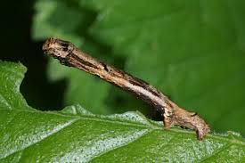 Attēlu rezultāti vaicājumam “Ectropis crepuscularia”