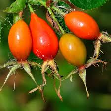 Attēlu rezultāti vaicājumam “Rosa villosa fruit”