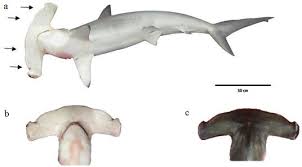 Image result for Sphyrna media