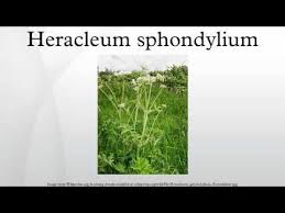 Image result for Heracleum sphondylium