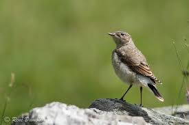 Attēlu rezultāti vaicājumam “Oenanthe oenanthe juvenile”