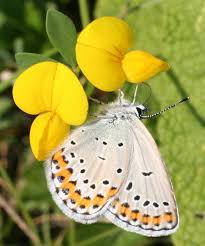Attēlu rezultāti vaicājumam “Plebejus argyrognomon underside”