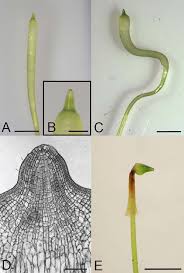 Attēlu rezultāti vaicājumam “Orthotrichum diaphanum sporophyte”