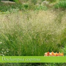 Attēlu rezultāti vaicājumam “Carex cespitosa flower”