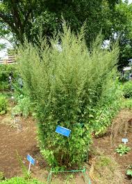 Image result for Artemisia gmelinii