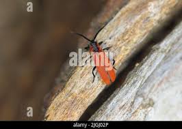 Attēlu rezultāti vaicājumam “Lygistopterus sanguineus”