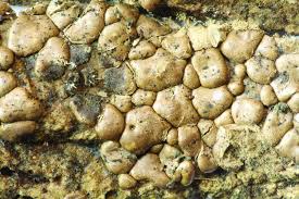 Attēlu rezultāti vaicājumam “Dianema depressum macro”