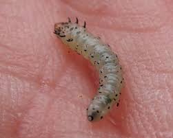 Attēlu rezultāti vaicājumam “Proutia betulina larva”