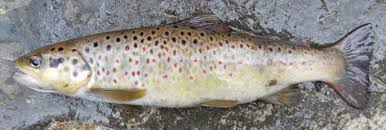 Image result for Salmo zrmanjaensis