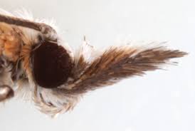 Attēlu rezultāti vaicājumam “Catoptria margaritella”