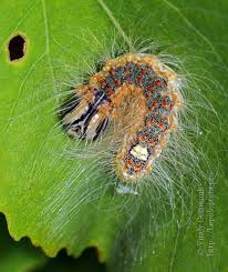 Attēlu rezultāti vaicājumam “Acronicta megacephala larva”