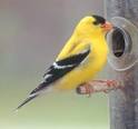 http://www.danishmama.com/wp-content/uploads/2010/03/Gold_Finch_web1.jpg