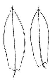 Attēlu rezultāti vaicājumam “Bryum rubens”