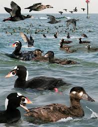 Image result for Melanitta perspicillata