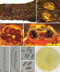 Attēlu rezultāti vaicājumam “Nectria sp., Neonectria sp.”