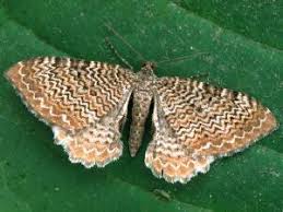 Attēlu rezultāti vaicājumam “Hydria undulata”