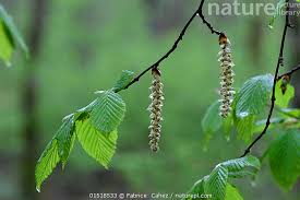 Attēlu rezultāti vaicājumam “Carpinus betulus leaf”
