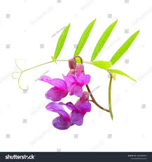 Attēlu rezultāti vaicājumam “Lathyrus palustris flower”