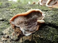 Attēlu rezultāti vaicājumam “Gloeophyllum trabeum”