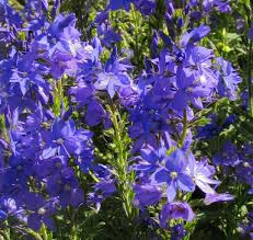 Attēlu rezultāti vaicājumam “Veronica austriaca subsp. teucrium”