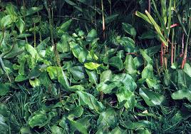 Attēlu rezultāti vaicājumam “Plantago major subsp. intermedia leaf”