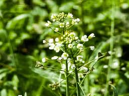 Attēlu rezultāti vaicājumam “Capsella bursa-pastoris bud”