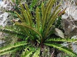 Attēlu rezultāti vaicājumam “Polystichum lonchitis”