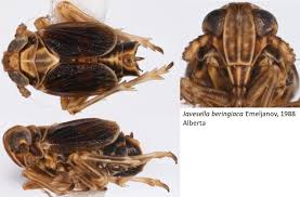 Attēlu rezultāti vaicājumam “Javesella pellucida female”