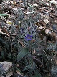 Attēlu rezultāti vaicājumam “Saussurea esthonica flower”