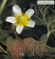 Attēlu rezultāti vaicājumam “Ranunculus mendax”