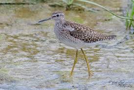 Attēlu rezultāti vaicājumam “Tringa glareola adult”