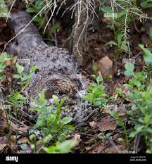 Attēlu rezultāti vaicājumam “Bonasa bonasia eggs”