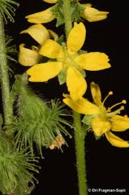 Attēlu rezultāti vaicājumam “Agrimonia eupatoria flower”