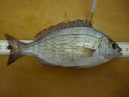 Image result for Spondyliosoma cantharus