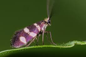 Attēlu rezultāti vaicājumam “Micropterix aureatella”