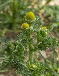 Attēlu rezultāti vaicājumam “Matricaria discoidea flower”