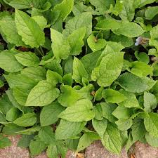 Attēlu rezultāti vaicājumam “Symphytum grandiflorum”