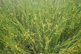 Attēlu rezultāti vaicājumam “Juncus effusus”