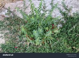Attēlu rezultāti vaicājumam “Chenopodium foliosum”