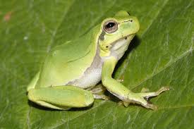 Attēlu rezultāti vaicājumam “Hyla arborea adult”