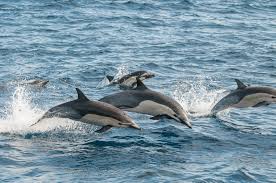 Image result for Adventure Dolphin