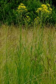 Attēlu rezultāti vaicājumam “Jacobaea paludosa”