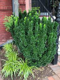 Attēlu rezultāti vaicājumam “Euonymus”