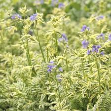 Attēlu rezultāti vaicājumam “Polemonium caeruleum leaf”