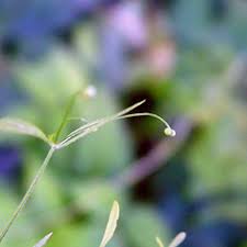 Attēlu rezultāti vaicājumam “Galium trifidum”